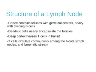Structure of a Lymph Node
-Cortex contains follicles with germinal centers, heavy
with dividing B cells
-Dendritic cells nearly encapsulate the follicles
-Deep cortex houses T cells in transit
-T cells circulate continuously among the blood, lymph
nodes, and lymphatic stream
 