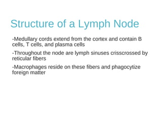 Structure of a Lymph Node
-Medullary cords extend from the cortex and contain B
cells, T cells, and plasma cells
-Throughout the node are lymph sinuses crisscrossed by
reticular fibers
-Macrophages reside on these fibers and phagocytize
foreign matter
 