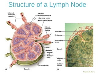 Structure of a Lymph Node
Figure 20.4a, b
 