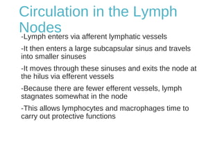Circulation in the Lymph
Nodes-Lymph enters via afferent lymphatic vessels
-It then enters a large subcapsular sinus and travels
into smaller sinuses
-It moves through these sinuses and exits the node at
the hilus via efferent vessels
-Because there are fewer efferent vessels, lymph
stagnates somewhat in the node
-This allows lymphocytes and macrophages time to
carry out protective functions
 