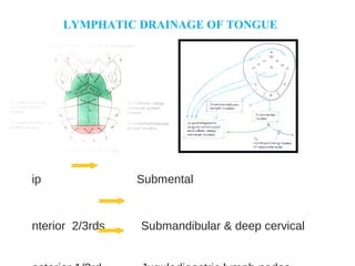 ip Submental
nterior 2/3rds Submandibular & deep cervical
LYMPHATIC DRAINAGE OF TONGUE
 