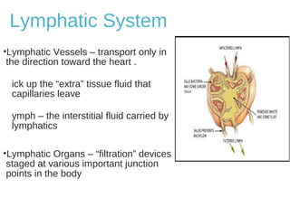 Lymphatic System
•Lymphatic Vessels – transport only in
the direction toward the heart .
ick up the “extra” tissue fluid that
capillaries leave
ymph – the interstitial fluid carried by
lymphatics
•Lymphatic Organs – “filtration” devices
staged at various important junction
points in the body
 