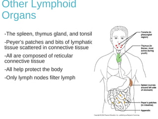 Other Lymphoid
Organs
-The spleen, thymus gland, and tonsils
-Peyer’s patches and bits of lymphatic
tissue scattered in connective tissue
-All are composed of reticular
connective tissue
-All help protect the body
-Only lymph nodes filter lymph
 