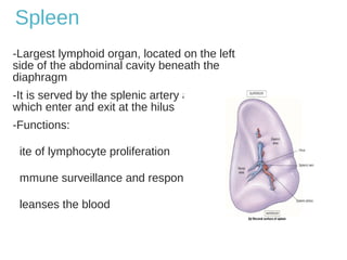 Spleen
-Largest lymphoid organ, located on the left
side of the abdominal cavity beneath the
diaphragm
-It is served by the splenic artery and vein,
which enter and exit at the hilus
-Functions:
ite of lymphocyte proliferation
mmune surveillance and response
leanses the blood
 