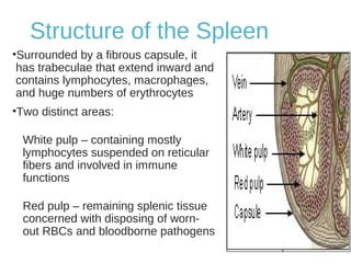 Structure of the Spleen
•Surrounded by a fibrous capsule, it
has trabeculae that extend inward and
contains lymphocytes, macrophages,
and huge numbers of erythrocytes
•Two distinct areas:
White pulp – containing mostly
lymphocytes suspended on reticular
fibers and involved in immune
functions
Red pulp – remaining splenic tissue
concerned with disposing of worn-
out RBCs and bloodborne pathogens
 