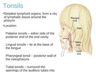 Tonsils
•Simplest lymphoid organs; form a ring
of lymphatic tissue around the
pharynx
•Location:
Palatine tonsils – either side of the
posterior end of the oral cavity
Lingual tonsils – lie at the base of
the tongue
Pharyngeal tonsil – posterior wall of
the nasopharynx
Tubal tonsils – surround the
openings of the auditory tubes into
 
