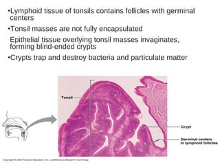 •Lymphoid tissue of tonsils contains follicles with germinal
centers
•Tonsil masses are not fully encapsulated
Epithelial tissue overlying tonsil masses invaginates,
forming blind-ended crypts
•Crypts trap and destroy bacteria and particulate matter
 