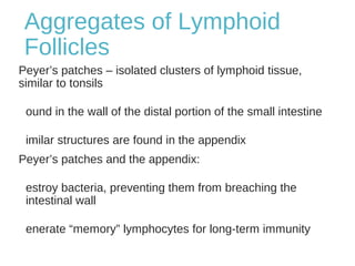 Aggregates of Lymphoid
Follicles
Peyer’s patches – isolated clusters of lymphoid tissue,
similar to tonsils
ound in the wall of the distal portion of the small intestine
imilar structures are found in the appendix
Peyer’s patches and the appendix:
estroy bacteria, preventing them from breaching the
intestinal wall
enerate “memory” lymphocytes for long-term immunity
 