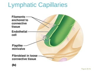 Lymphatic Capillaries
Figure 20.1b
 