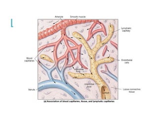 Lymph Capillaries
 