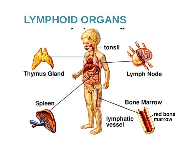Lymphatic system