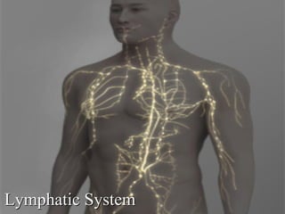 Lymphatic System 
 