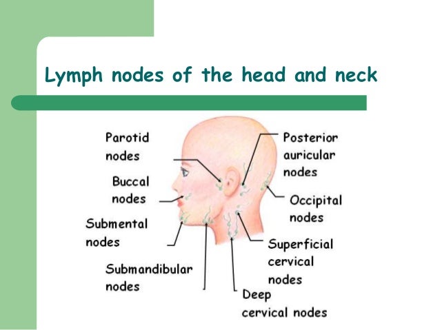 Lymphatic System