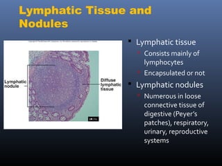 Lymphatic system | PPT