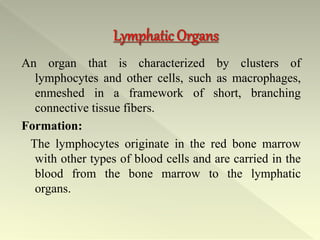 An organ that is characterized by clusters of
lymphocytes and other cells, such as macrophages,
enmeshed in a framework of short, branching
connective tissue fibers.
Formation:
The lymphocytes originate in the red bone marrow
with other types of blood cells and are carried in the
blood from the bone marrow to the lymphatic
organs.
 