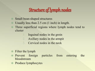  Small bean-shaped structures
 Usually less than 2.5 cm (1 inch) in length.
 Three superficial regions where lymph nodes tend to
cluster
1. Inguinal nodes in the groin
2. Axillary nodes in the armpit
3. Cervical nodes in the neck
 Filter the lymph
 Prevent foreign particles from entering the
bloodstream
 Produce lymphocytes
 