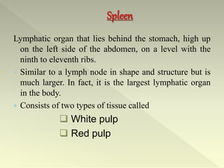 Lymphatic organ that lies behind the stomach, high up
on the left side of the abdomen, on a level with the
ninth to eleventh ribs.
 Similar to a lymph node in shape and structure but is
much larger. In fact, it is the largest lymphatic organ
in the body.
 Consists of two types of tissue called
 White pulp
 Red pulp
 