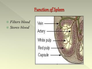  Filters blood
 Stores blood
 