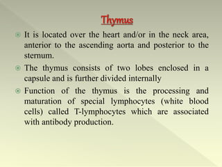  It is located over the heart and/or in the neck area,
anterior to the ascending aorta and posterior to the
sternum.
 The thymus consists of two lobes enclosed in a
capsule and is further divided internally
 Function of the thymus is the processing and
maturation of special lymphocytes (white blood
cells) called T-lymphocytes which are associated
with antibody production.
 