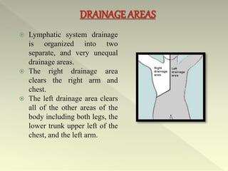 Lymphatic system drainage
is organized into two
separate, and very unequal
drainage areas.
 The right drainage area
clears the right arm and
chest.
 The left drainage area clears
all of the other areas of the
body including both legs, the
lower trunk upper left of the
chest, and the left arm.
 
