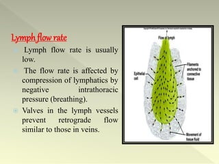 Lymph flow rate
 Lymph flow rate is usually
low.
 The flow rate is affected by
compression of lymphatics by
negative intrathoracic
pressure (breathing).
 Valves in the lymph vessels
prevent retrograde flow
similar to those in veins.
 