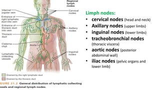 Limph nodes:
• cervical nodes (head and neck)
• Axillary nodes (upper limbs)
• inguinal nodes (lower limbs)
• tracheobronchial nodes
(thoracic viscera)
• aortic nodes (posterior
abdominal wall)
• iliac nodes (pelvic organs and
lower limb)
 