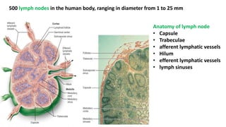500 lymph nodes in the human body, ranging in diameter from 1 to 25 mm
Anatomy of lymph node
• Capsule
• Trabeculae
• afferent lymphatic vessels
• Hilum
• efferent lymphatic vessels
• lymph sinuses
 