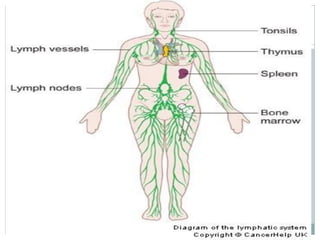Lymphatic system diagram unlabeled