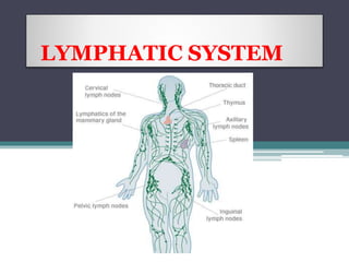 LYMPHATIC SYSTEM
 