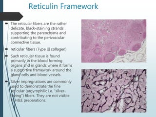 Fine Reticular Network Lymphatic system- Lymph nodes and Spleen | PPTX