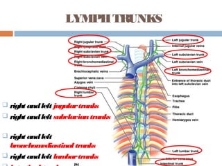 LYMPHTRUNKS
 right andleft jugulartrunks
 right andleft subclaviantrunks
 right andleft
bronchomediastinal trunks
 right andleft lumbartrunks
 