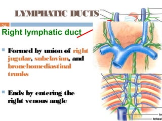 LYMPHATIC DUCTS
24-
14
Right lymphatic duct
 Formed by union of right
jugular, subclavian, and
bronchomediastinal
trunks
 Ends by entering the
right venous angle
 