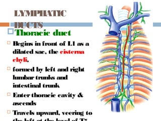 Thoracic duct
 Begins in front of L1 as a
dilated sac, the cisterna
chyli,
 formed by left and right
lumbartrunks and
intestinal trunk
 Enterthoracic cavity &
ascends
 Travels upward, veering to
LYMPHATIC
DUCTS
 