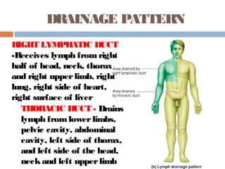 DRAINAGE PATTERN
THORACIC DUCT - Drains
lymph fromlowerlimbs,
pelvic cavity, abdominal
cavity, left side of thorax,
and left side of the head,
neckand left upperlimb
RIGHT LYMPHATIC DUCT
-Receives lymph fromright
half of head, neck, thorax
and right upperlimb, right
lung, right side of heart,
right surface of liver
 