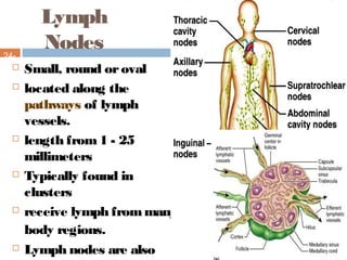 Lymph
Nodes24-
20 Small, round oroval
 located along the
pathways of lymph
vessels.
 length from1 - 25
millimeters
 Typically found in
clusters
 receive lymph frommany
body regions.
 Lymph nodes are also
 