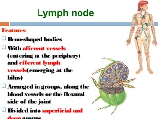 Lymph node
Features
 Bean-shaped bodies
 With afferent vessels
(entering at the periphery)
and efferent lymph
vessels(emerging at the
hilus)
 Arranged in groups, along the
blood vessels orthe flexural
side of the joint
 Divided into superficial and
 
