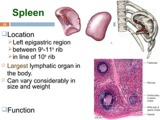 23
Spleen
Location
Left epigastric region
between 9th
-11th
rib
in line of 10th
rib
 Largest lymphatic organ in
the body.
 Can vary considerably in
size and weight
Function
 