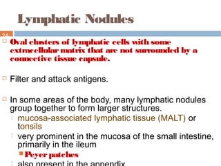 Lymphatic Nodules
24-
25 Oval clusters of lymphatic cells with some
extracellularmatrix that are not surrounded by a
connective tissue capsule.
 Filter and attack antigens.
 In some areas of the body, many lymphatic nodules
group together to form larger structures.
 mucosa-associated lymphatic tissue (MALT) or
tonsils
 very prominent in the mucosa of the small intestine,
primarily in the ileum
Peyerpatches

 
