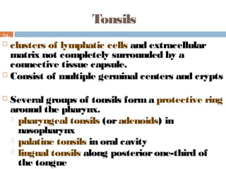 Tonsils
24-
27 clusters of lymphatic cells and extracellular
matrix not completely surrounded by a
connective tissue capsule.
 Consist of multiple germinal centers and crypts
 Several groups of tonsils forma protective ring
around the pharynx.
 pharyngeal tonsils (oradenoids) in
nasopharynx
 palatine tonsils in oral cavity
 lingual tonsils along posteriorone-third of
the tongue
 