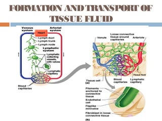 FORMATION ANDTRANSPORT OF
TISSUE FLUID
 