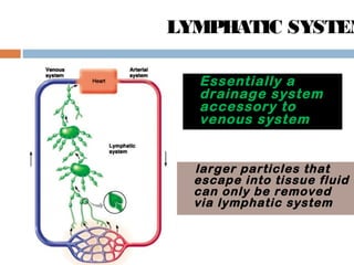 Essentially a
drainage system
accessory to
venous system
larger particles that
escape into tissue fluid
can only be removed
via lymphatic system
LYMPHATIC SYSTEM
 