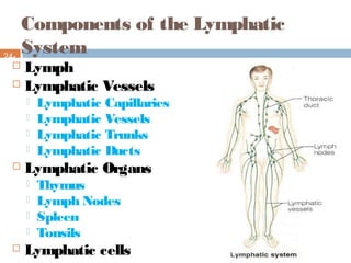 Components of the Lymphatic
System24-
6  Lymph
 Lymphatic Vessels
 Lymphatic Capillaries
 Lymphatic Vessels
 Lymphatic Trunks
 Lymphatic Ducts
 Lymphatic Organs
 Thymus
 Lymph Nodes
 Spleen
 Tonsils
 Lymphatic cells
 