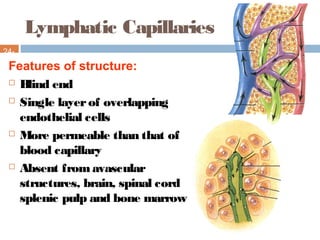 Lymphatic Capillaries
24-
9
Features of structure:
 Blind end
 Single layerof overlapping
endothelial cells
 More permeable than that of
blood capillary
 Absent fromavascular
structures, brain, spinal cord
splenic pulp and bone marrow
 