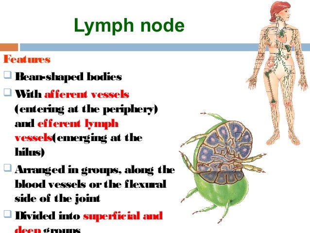 Lymphatic system