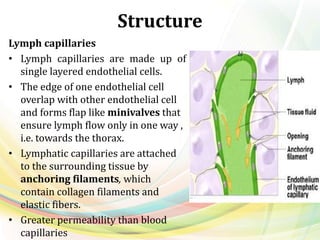 Structure
Lymph capillaries
• Lymph capillaries are made up of
single layered endothelial cells.
• The edge of one endothelial cell
overlap with other endothelial cell
and forms flap like minivalves that
ensure lymph flow only in one way ,
i.e. towards the thorax.
• Lymphatic capillaries are attached
to the surrounding tissue by
anchoring filaments, which
contain collagen filaments and
elastic fibers.
• Greater permeability than blood
capillaries
 