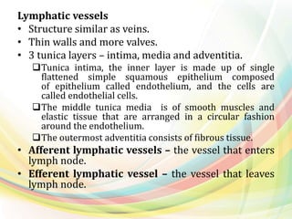Lymphatic vessels
• Structure similar as veins.
• Thin walls and more valves.
• 3 tunica layers – intima, media and adventitia.
Tunica intima, the inner layer is made up of single
flattened simple squamous epithelium composed
of epithelium called endothelium, and the cells are
called endothelial cells.
The middle tunica media is of smooth muscles and
elastic tissue that are arranged in a circular fashion
around the endothelium.
The outermost adventitia consists of fibrous tissue.
• Afferent lymphatic vessels – the vessel that enters
lymph node.
• Efferent lymphatic vessel – the vessel that leaves
lymph node.
 