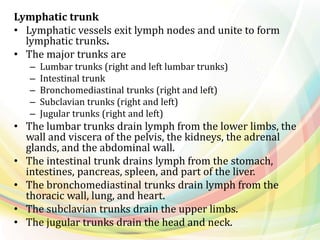 Lymphatic trunk
• Lymphatic vessels exit lymph nodes and unite to form
lymphatic trunks.
• The major trunks are
– Lumbar trunks (right and left lumbar trunks)
– Intestinal trunk
– Bronchomediastinal trunks (right and left)
– Subclavian trunks (right and left)
– Jugular trunks (right and left)
• The lumbar trunks drain lymph from the lower limbs, the
wall and viscera of the pelvis, the kidneys, the adrenal
glands, and the abdominal wall.
• The intestinal trunk drains lymph from the stomach,
intestines, pancreas, spleen, and part of the liver.
• The bronchomediastinal trunks drain lymph from the
thoracic wall, lung, and heart.
• The subclavian trunks drain the upper limbs.
• The jugular trunks drain the head and neck.
 