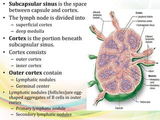 • Subcapsular sinus is the space
between capsule and cortex.
• The lymph node is divided into
– superficial cortex
– deep medulla
• Cortex is the portion beneath
subcapsular sinus.
• Cortex consists
– outer cortex
– inner cortex
• Outer cortex contain
– Lymphatic nodules
– Germinal center
• Lymphatic nodules (follicles)are egg-
shaped aggregates of B cells in outer
cortex
– Primary lymphatic nodule
– Secondary lymphatic nodules
 