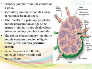 • Primary lymphatic nodule consist of
B cells .
• Secondary lymphatic nodules form
in response to an antigen.
• After B cells in a primary lymphatic
nodule recognize an antigen, the
primary lymphatic nodule develops
into a secondary lymphatic nodule.
• The center of a secondary lymphatic
nodule contains a region of light-
staining cells called a germinal
center.
• Germinal center are B cells,
follicular dendritic cells and
macrophages.
 