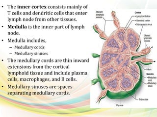• The inner cortex consists mainly of
T cells and dendritic cells that enter
lymph node from other tissues.
• Medulla is the inner part of lymph
node.
• Medulla includes,
– Medullary cords
– Medullary sinuses
• The medullary cords are thin inward
extensions from the cortical
lymphoid tissue and include plasma
cells, macrophages, and B cells.
• Medullary sinuses are spaces
separating medullary cords.
 